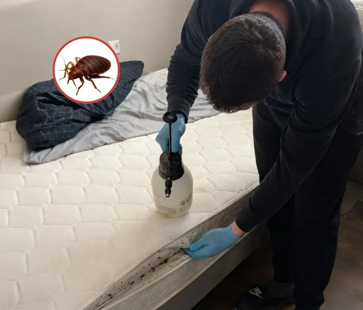 Technicien traitant un matelas contre les punaises de lit à Bazainville